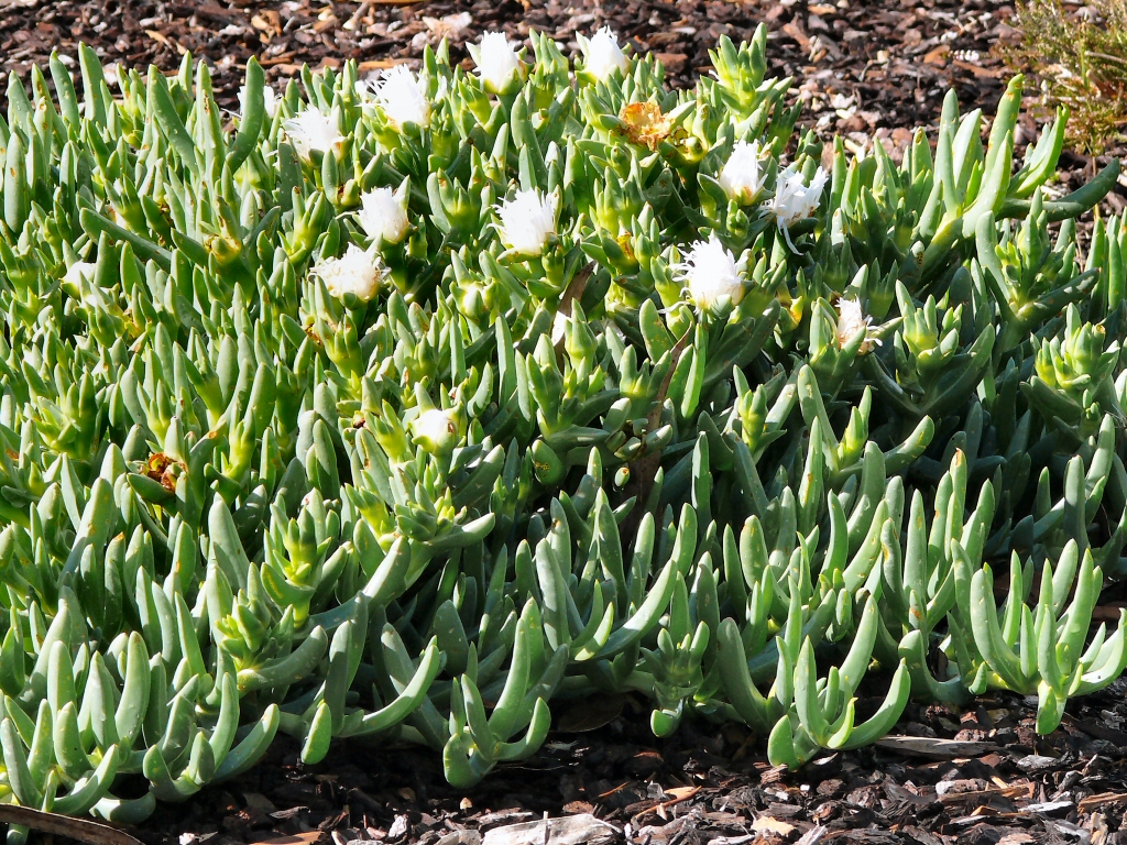Newsletter #61 – July 2020- Planning A More Bushfire Resilient Garden