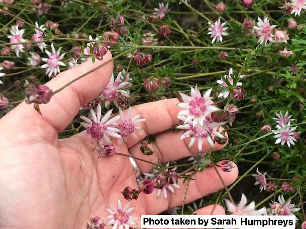 Actinotus forsythii – Pink Flannel Flower