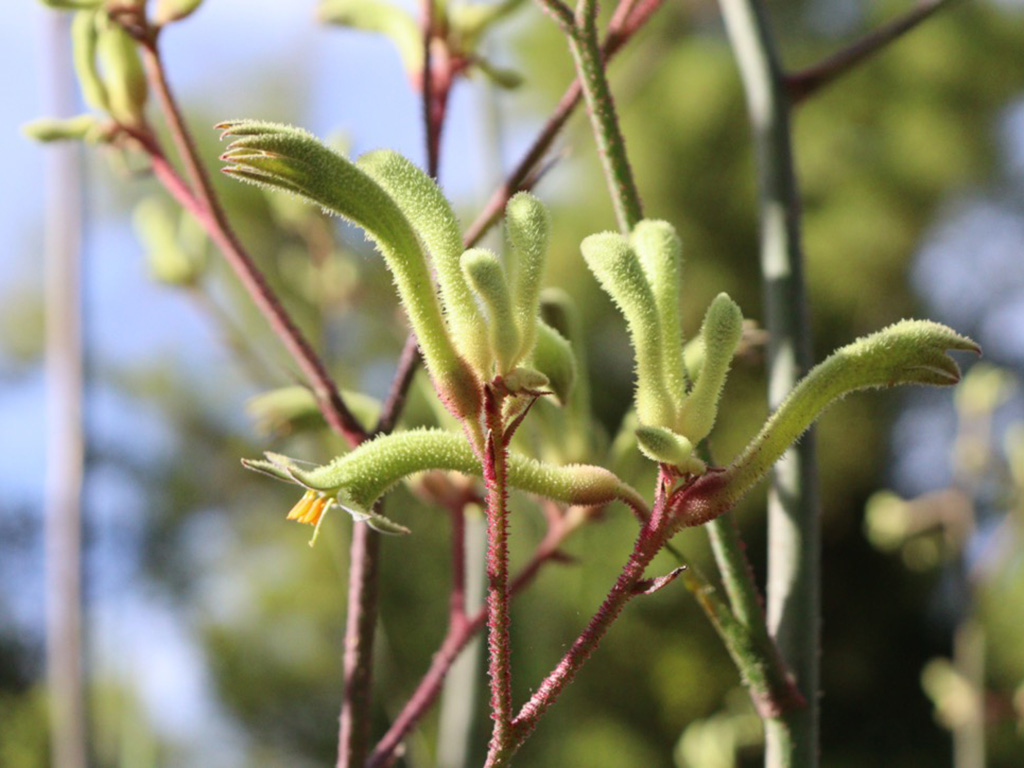 Anigozanthos flavidus – Tall Kangaroo Paw – Green