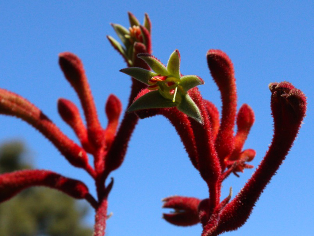 Anigozanthos flavidus – Tall Kangaroo Paw – Red