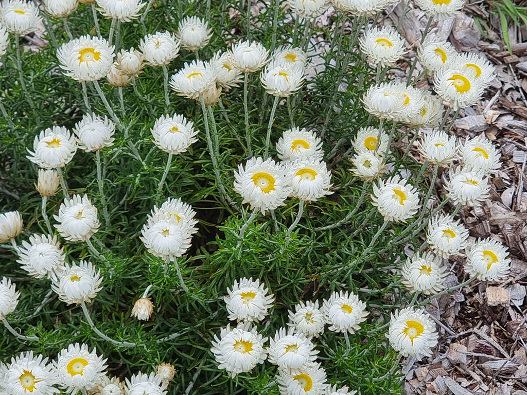 Chrysocephalum baxteri – Fringed Everlasting