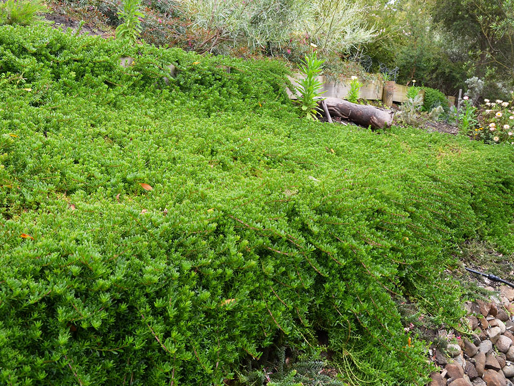 Myoporum parvifolium – Creeping Boobialla