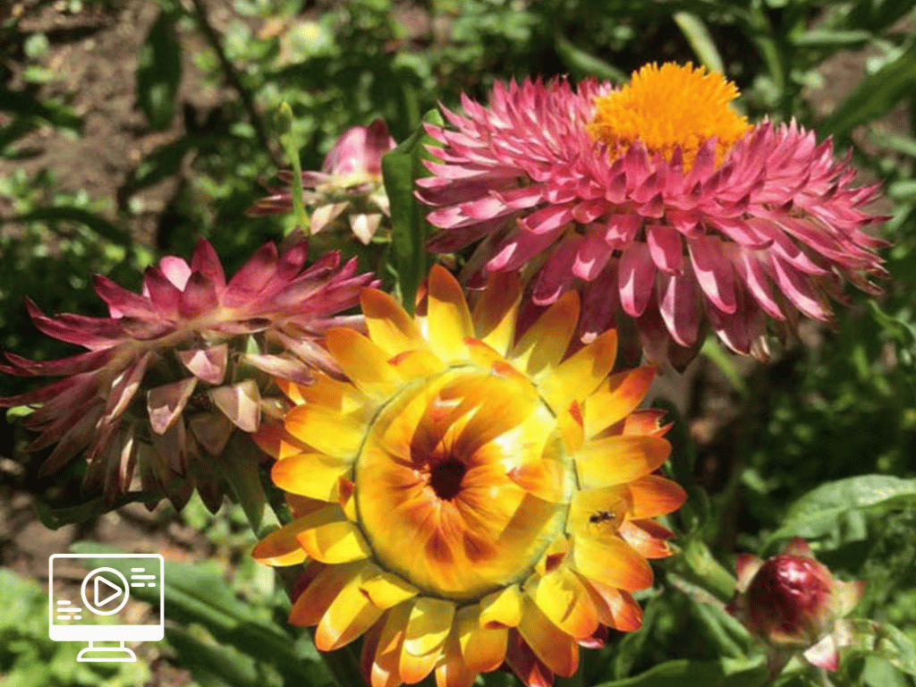 Australian Plant Videos