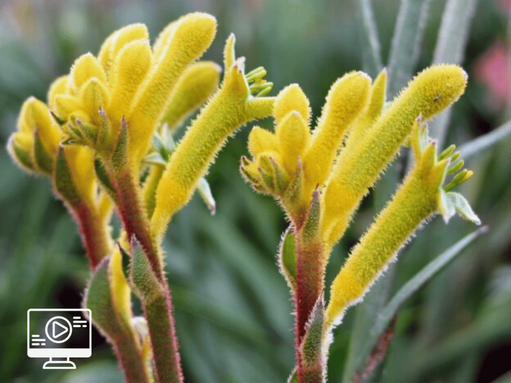Kangaroo Paw video